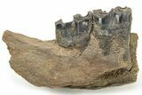 Fossil Woolly Rhino (Coelodonta) Mandible Section - Siberia #225187-1